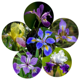 Determine the number of Iris species with k-Means